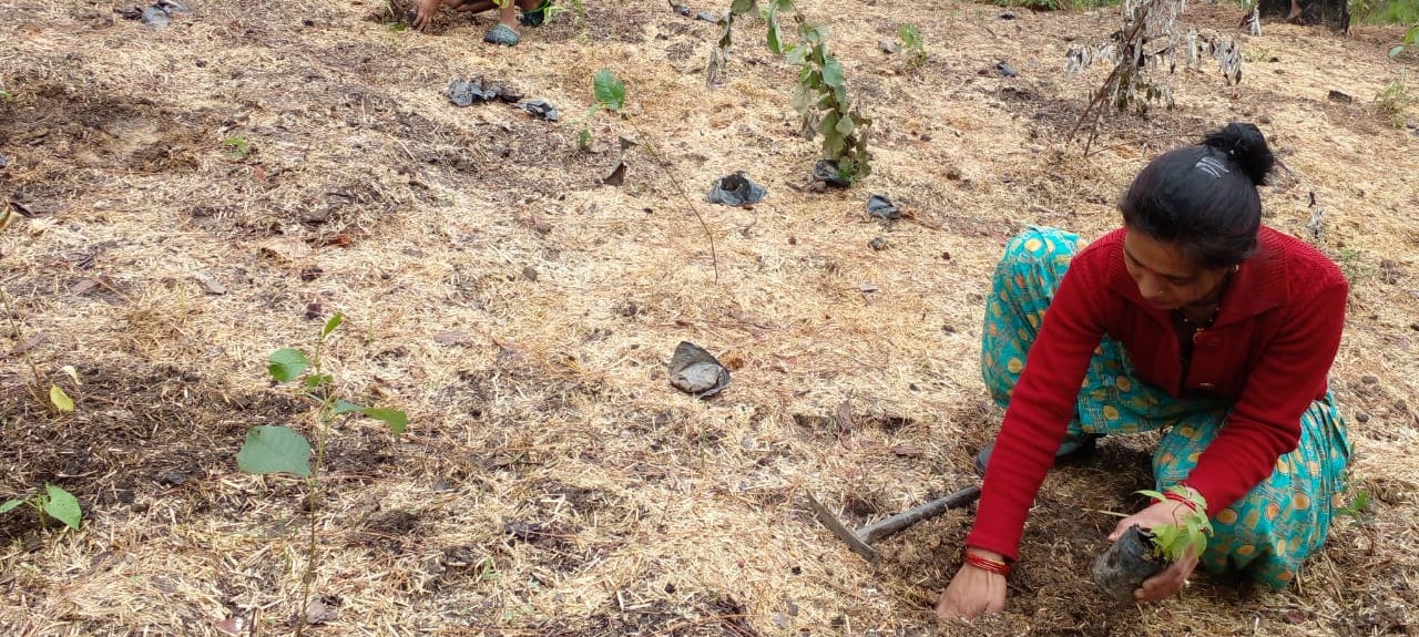 Carbon Stories from the Ground: Reviving community forests in Uttarakhand